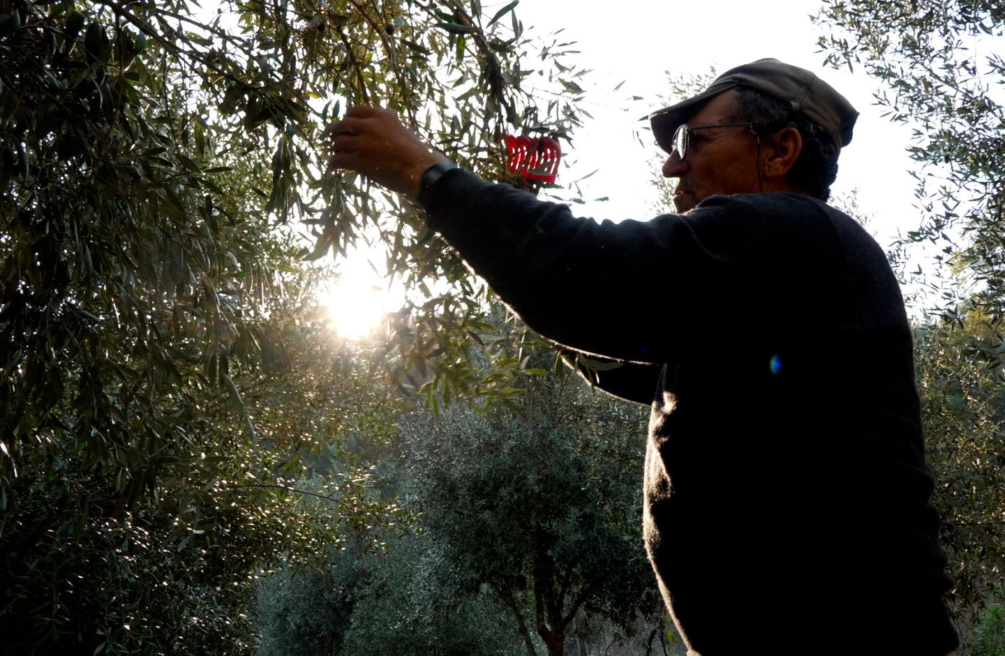 Manuel António a varejar a azeitonar, em Deilão